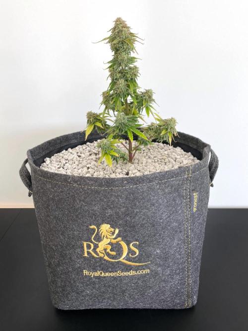 Atlas F1 One-to-One. Week 10 - Day 71