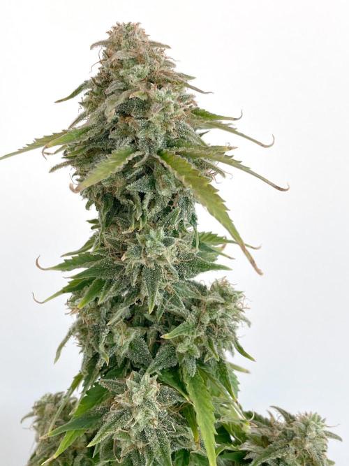 Atlas F1 One-to-One. Week 10 - Day 71