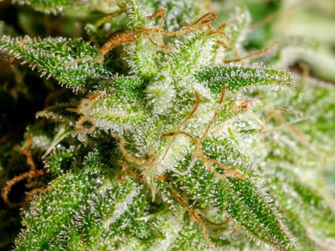 Atlas F1 One-to-One. Week 10