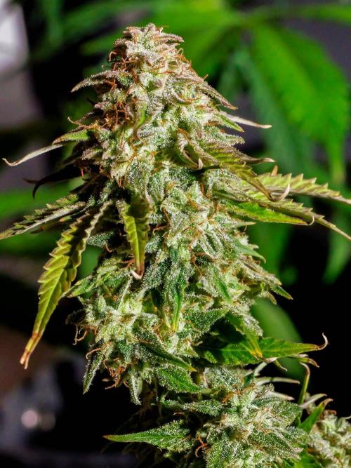 Atlas F1 One-to-One. Week 10