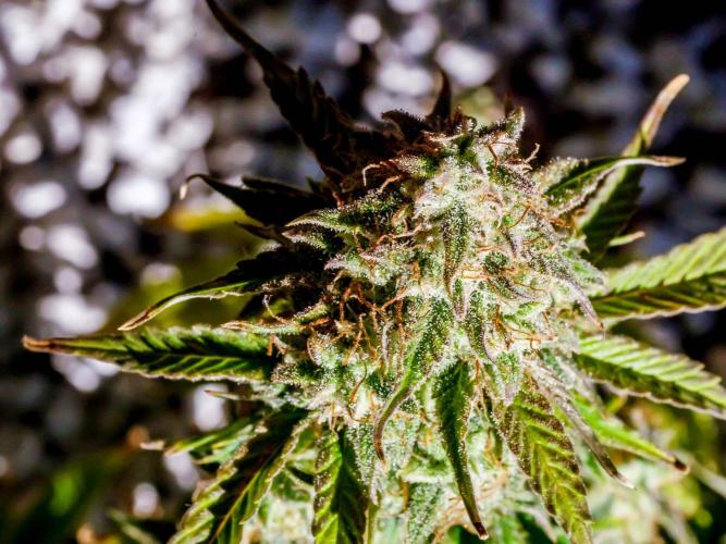 Atlas F1 One-to-One. Week 10