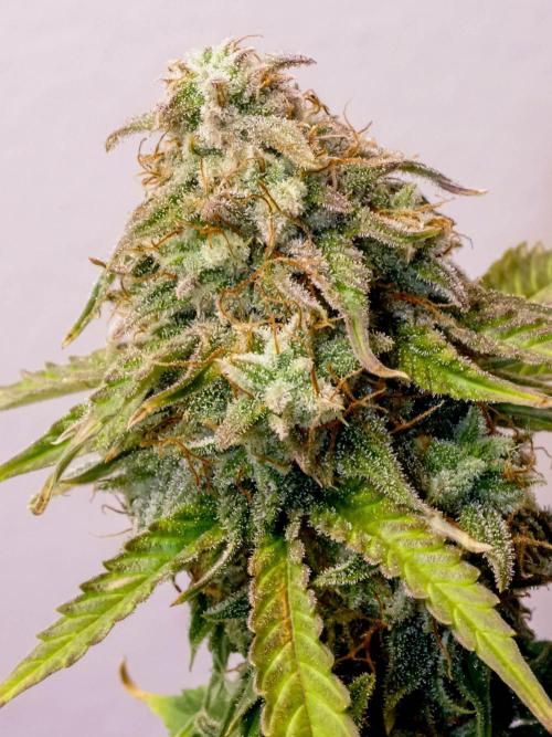 Atlas F1 One-to-One. Week 10