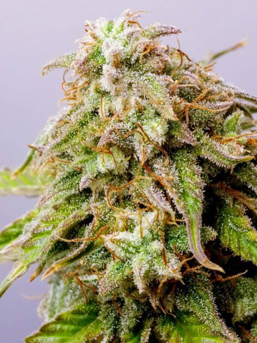 Atlas F1 One-to-One. Week 10