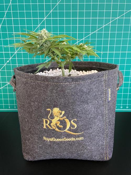 Medusa F1 #2: Direct in Final Fabric Pot. Week 6 - Day 50