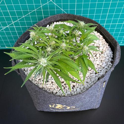 Medusa F1 #2: Direct in Final Fabric Pot. Week 6 - Day 50