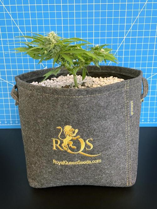 Medusa F1 #2: Direct in Final Fabric Pot. Week 6 - Day 50