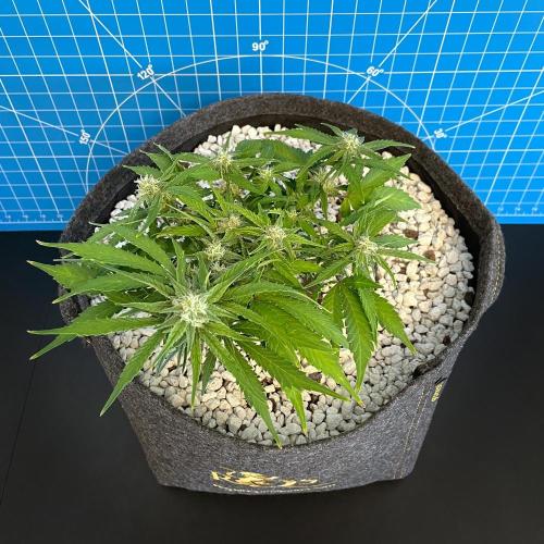 Medusa F1 #2: Direct in Final Fabric Pot. Week 6 - Day 50