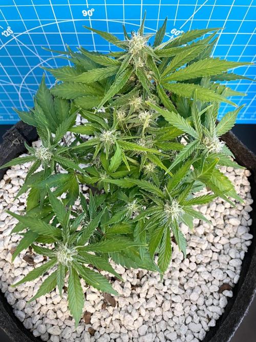 Medusa F1 #2: Direct in Final Fabric Pot. Week 6 - Day 50