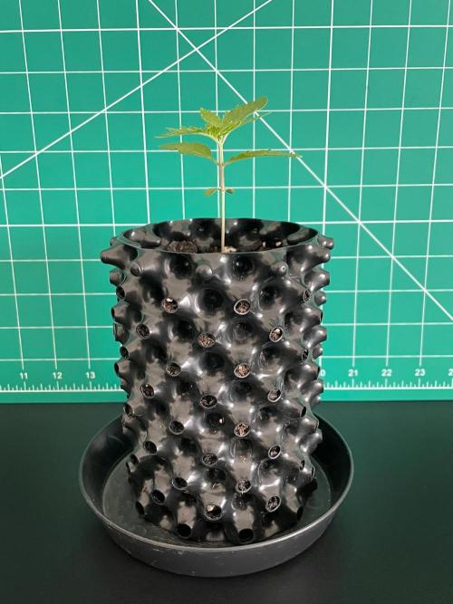 Lone Hyperion F1. Week 1 - Day 14