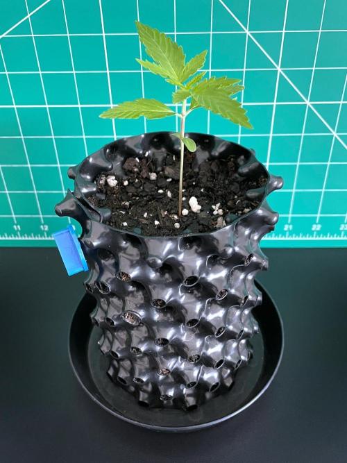 Lone Hyperion F1. Week 1 - Day 14