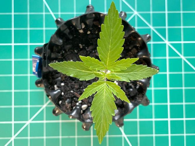 Lone Hyperion F1. Week 1 - Day 14