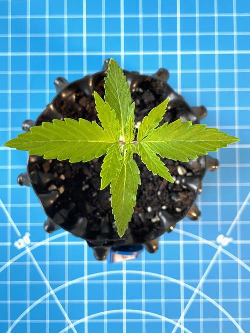 Lone Hyperion F1. Week 1 - Day 14