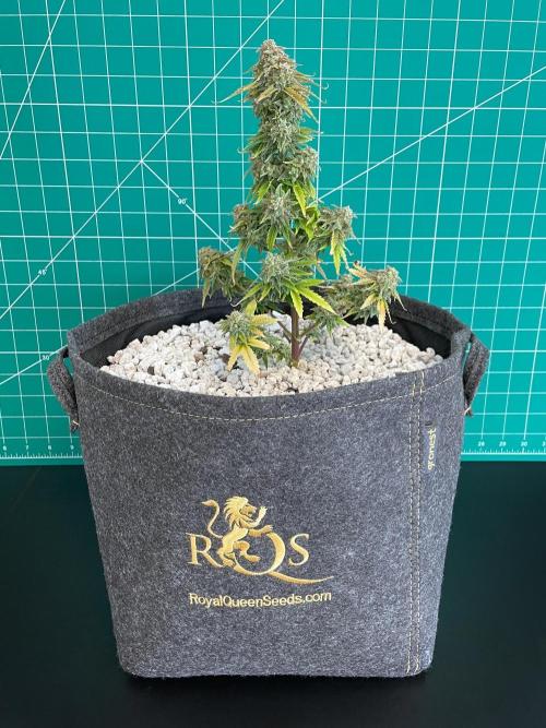 Atlas F1 One-to-One. Week 11 - Day 78 (harvest day)