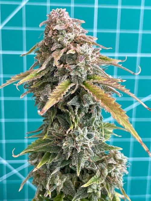 Atlas F1 One-to-One. Week 11 - Day 78 (harvest day)