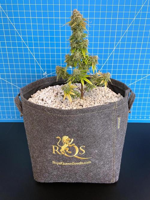 Atlas F1 One-to-One. Week 11 - Day 78 (harvest day)