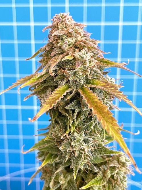 Atlas F1 One-to-One. Week 11 - Day 78 (harvest day)