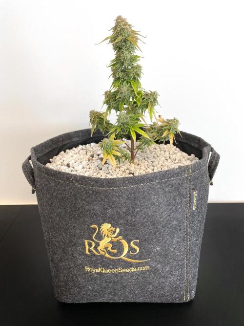 Atlas F1 One-to-One. Week 11 - Day 78 (harvest day)