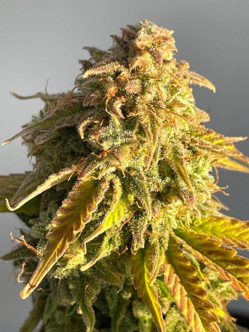 Atlas F1 One-to-One. Week 11 - Atlas ready for harvest