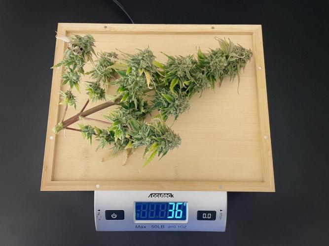 Atlas F1 One-to-One. Week 11 - Day 78 (harvested)