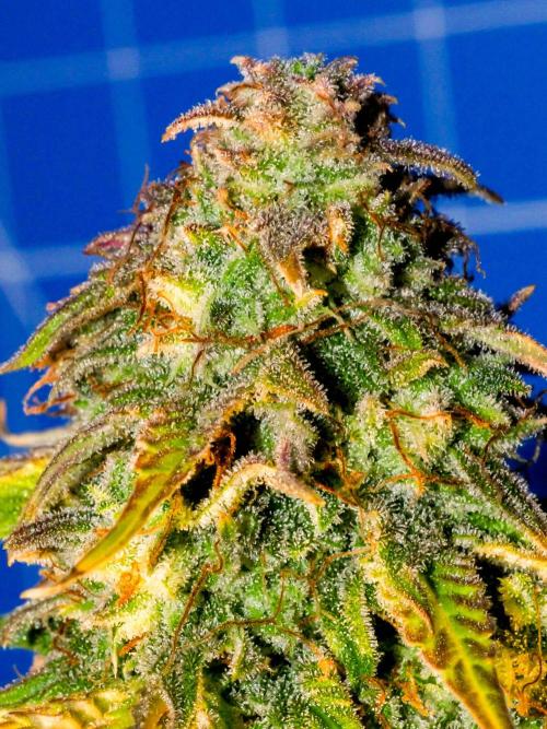 Atlas F1 One-to-One. Week 11 - Atlas ready for harvest