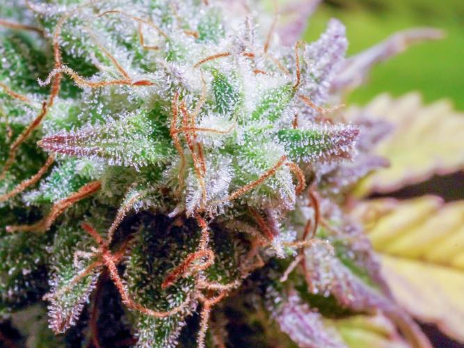 Atlas F1 One-to-One. Week 11 - Atlas ready for harvest