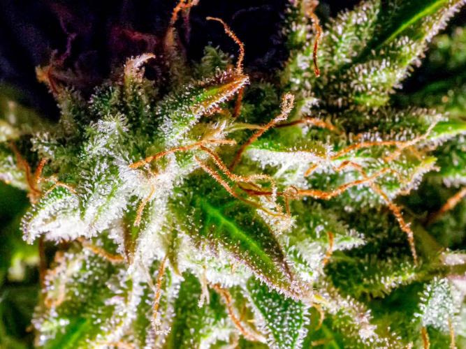 Atlas F1 One-to-One. Week 11 - Atlas ready for harvest