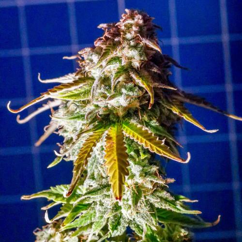 Atlas F1 One-to-One. Week 11 - Atlas ready for harvest