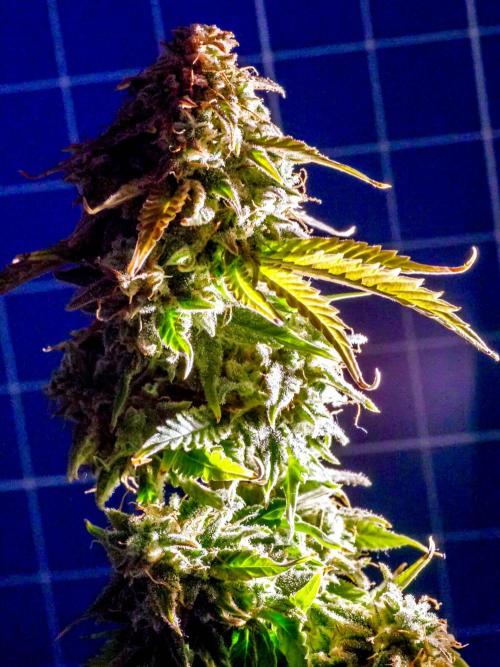 Atlas F1 One-to-One. Week 11 - Atlas ready for harvest