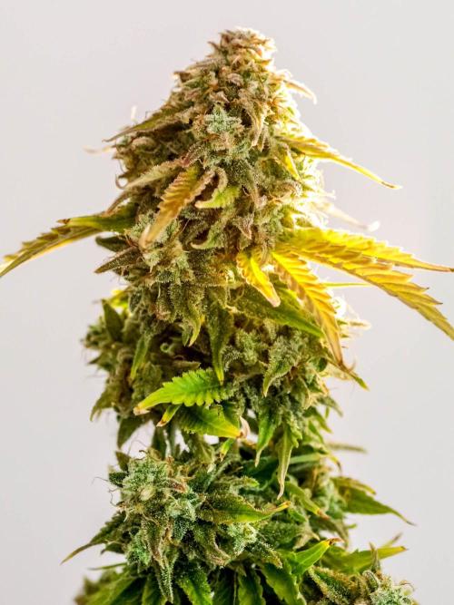 Atlas F1 One-to-One. Week 11 - Atlas ready for harvest