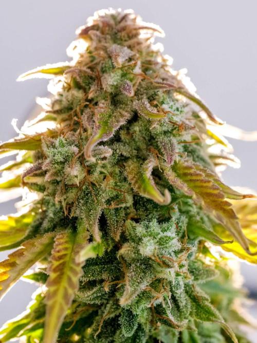 Atlas F1 One-to-One. Week 11 - Atlas ready for harvest