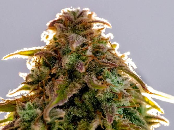 Atlas F1 One-to-One. Week 11 - Atlas ready for harvest