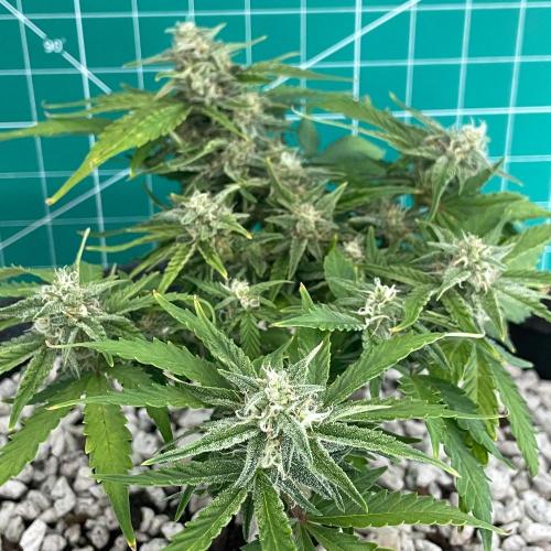 Medusa F1 #2: Direct in Final Fabric Pot. Week 7 - Day 57