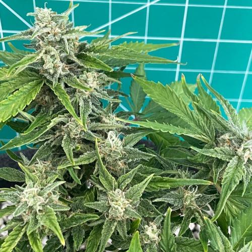 Medusa F1 #2: Direct in Final Fabric Pot. Week 7 - Day 57