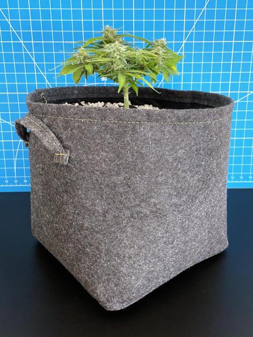 Medusa F1 #2: Direct in Final Fabric Pot. Week 7 - Day 57