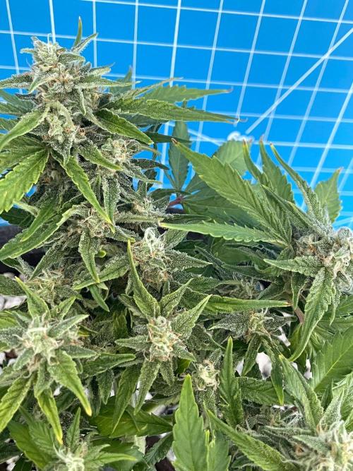 Medusa F1 #2: Direct in Final Fabric Pot. Week 7 - Day 57