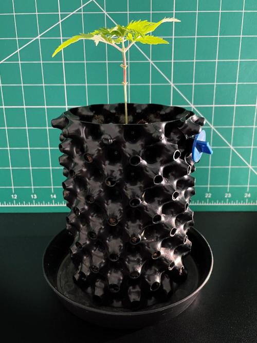 Lone Hyperion F1. Week 2 - Day 21