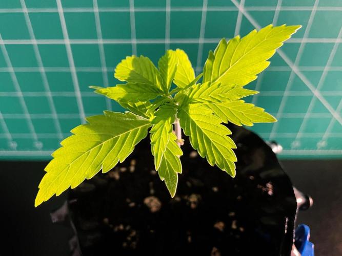 Lone Hyperion F1. Week 2 - Day 21