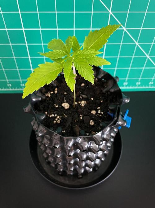 Lone Hyperion F1. Week 2 - Day 21