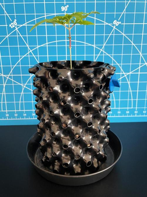 Lone Hyperion F1. Week 2 - Day 21