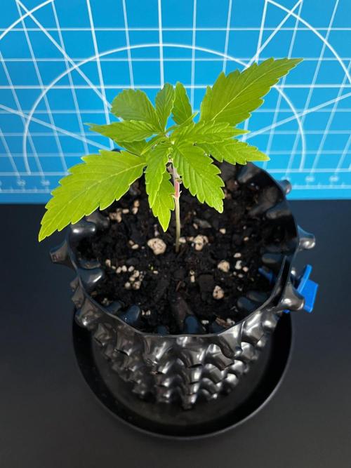 Lone Hyperion F1. Week 2 - Day 21