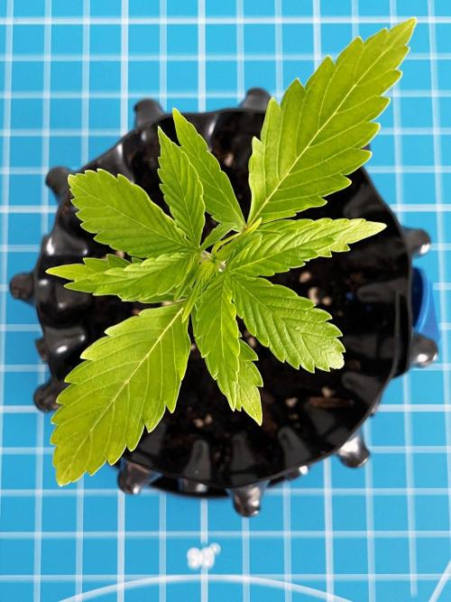 Lone Hyperion F1. Week 2 - Day 21