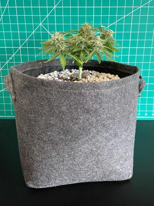 Medusa F1 #2: Direct in Final Fabric Pot. Week 8 - Day 64