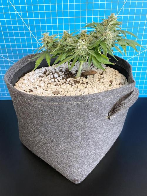 Medusa F1 #2: Direct in Final Fabric Pot. Week 8 - Day 64