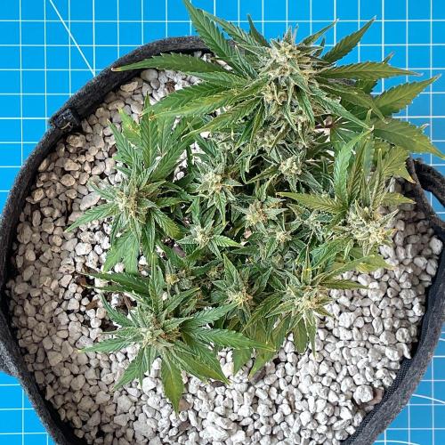 Medusa F1 #2: Direct in Final Fabric Pot. Week 8 - Day 64