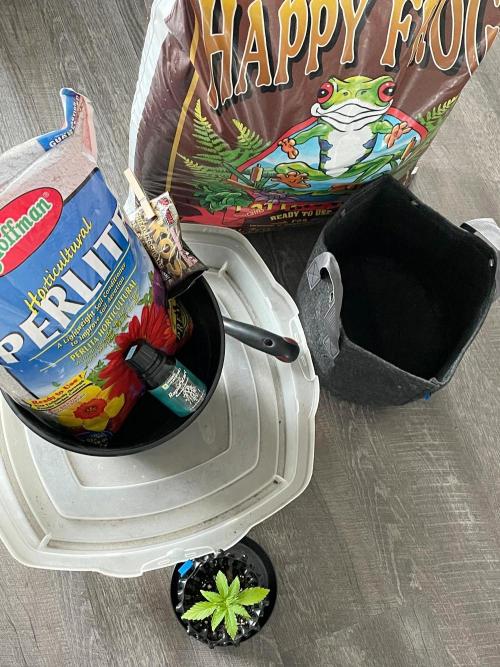 Lone Hyperion F1. Week 3 - Day 24 (transplant)