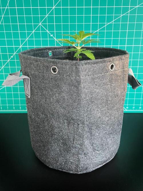 Lone Hyperion F1. Week 3 - Day 28