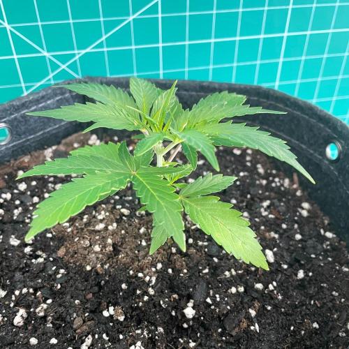 Lone Hyperion F1. Week 3 - Day 28