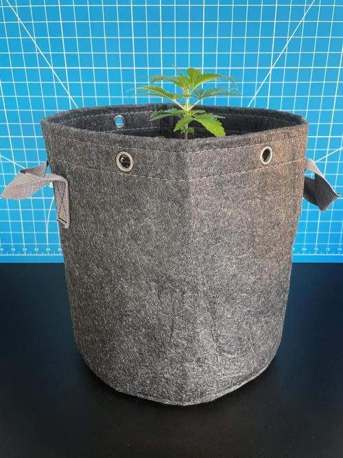 Lone Hyperion F1. Week 3 - Day 28