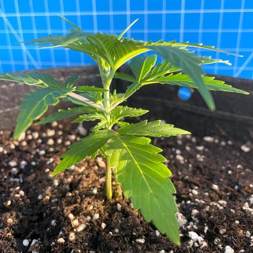 Lone Hyperion F1. Week 3 - Day 28