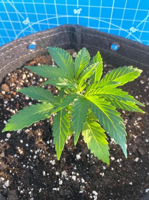 Lone Hyperion F1. Week 3 - Day 28